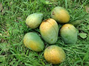 ১০ কেজি হিমসাগর আম